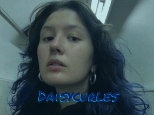 Daisycurles