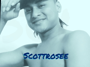 Scottrosee